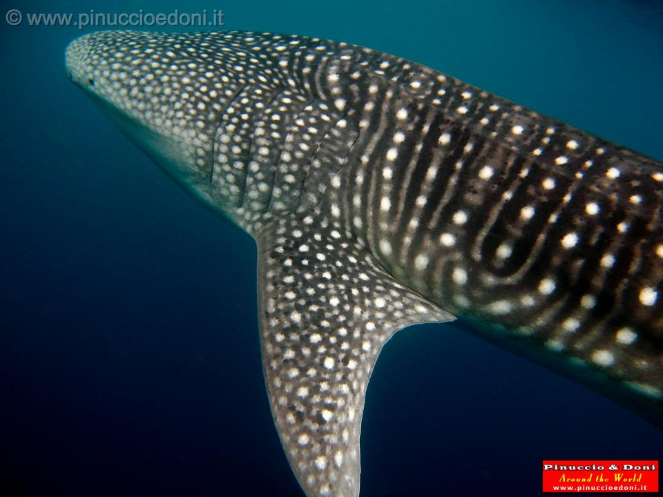 Djibouti - Whale Shark - 11.jpg